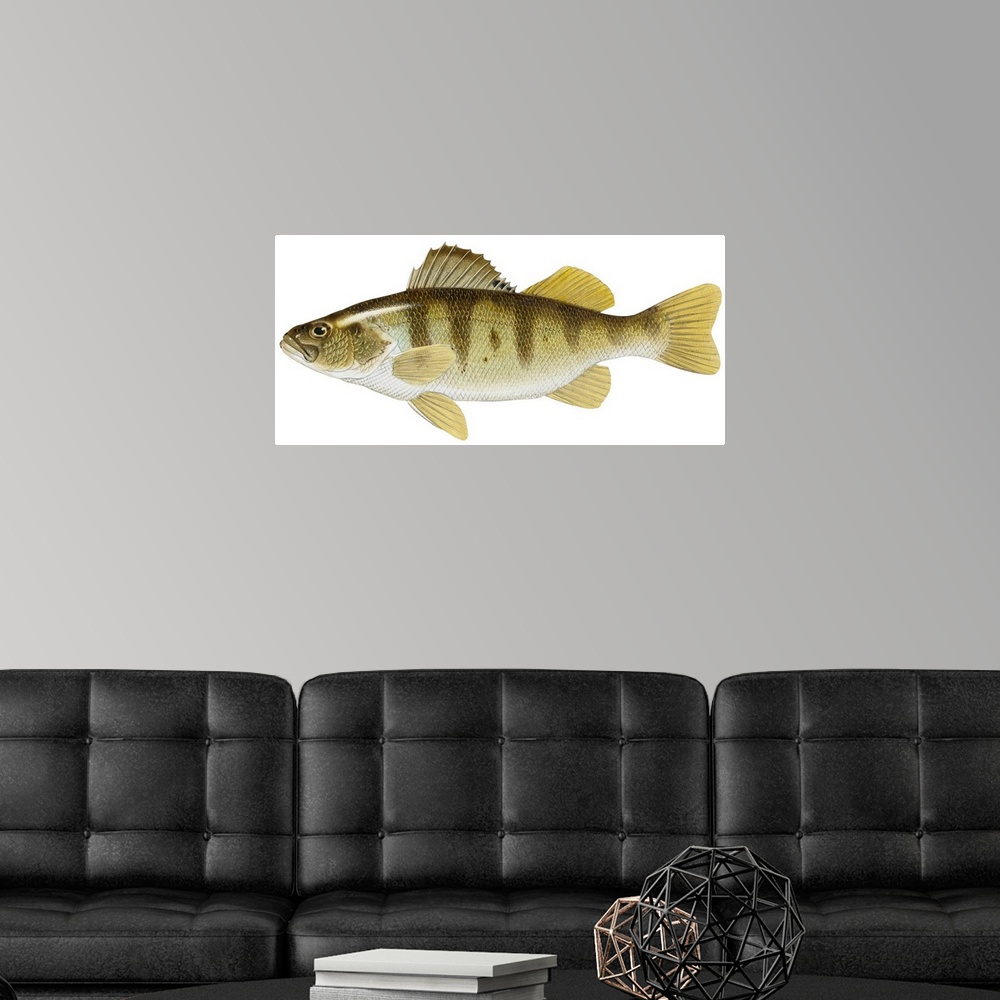 A modern room featuring Yellow Perch (Perca Flavescens)