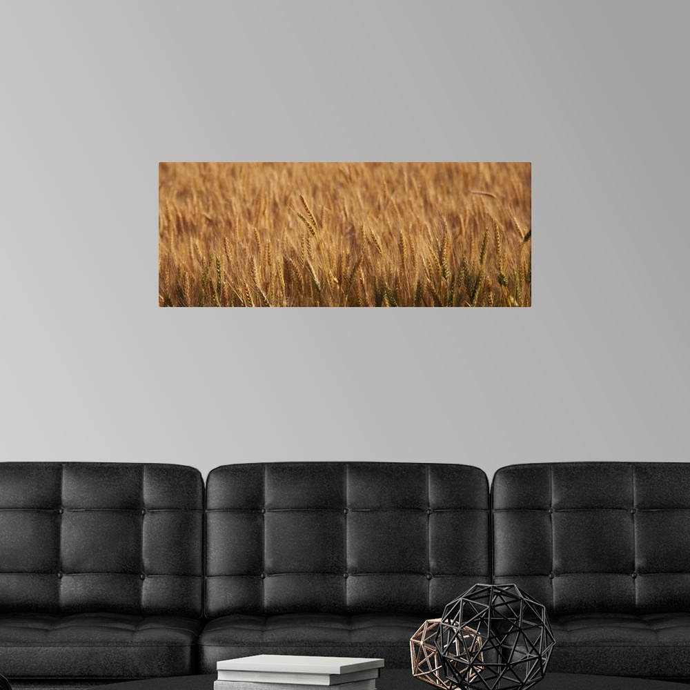 A modern room featuring Wheat Stalks OR