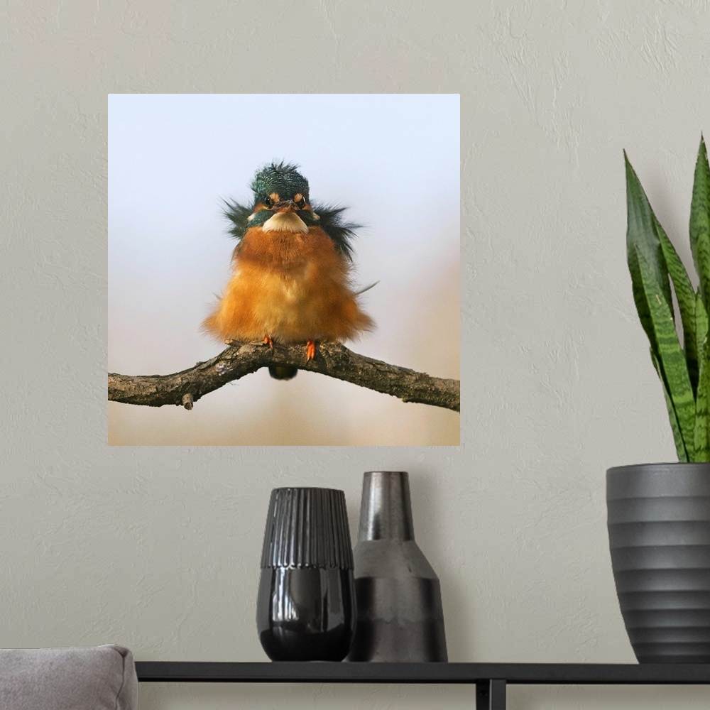 A modern room featuring A portrait of a young fluffed up kingfisher bird.
