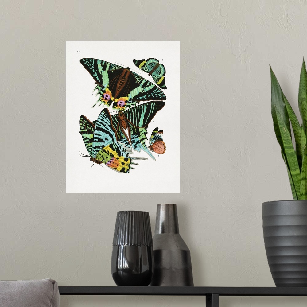 A modern room featuring E.A. Seguy's vintage butterflies (1925) insect illustration.