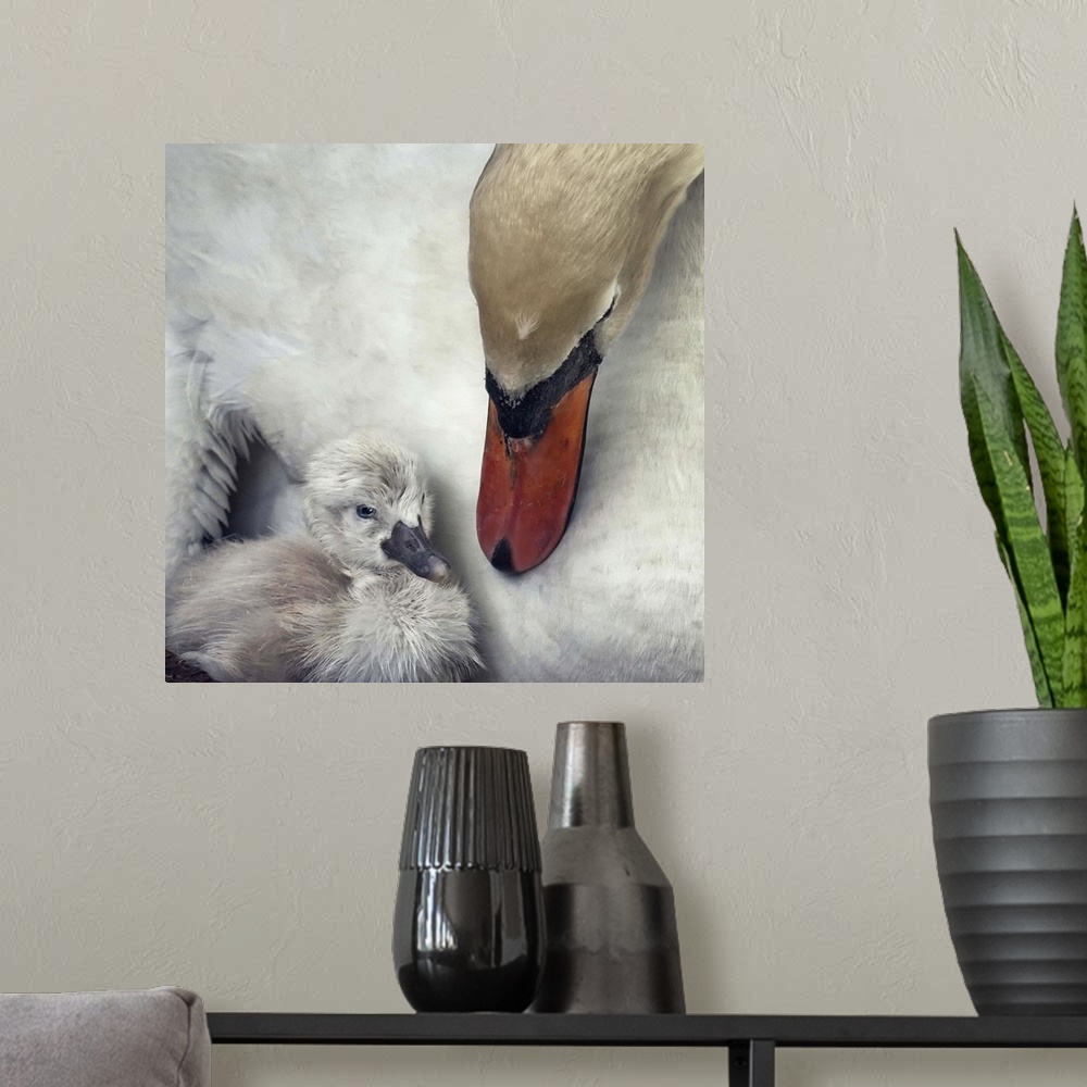 A modern room featuring A young cygnet snuggles closely to its mother who is keeping watch over him.