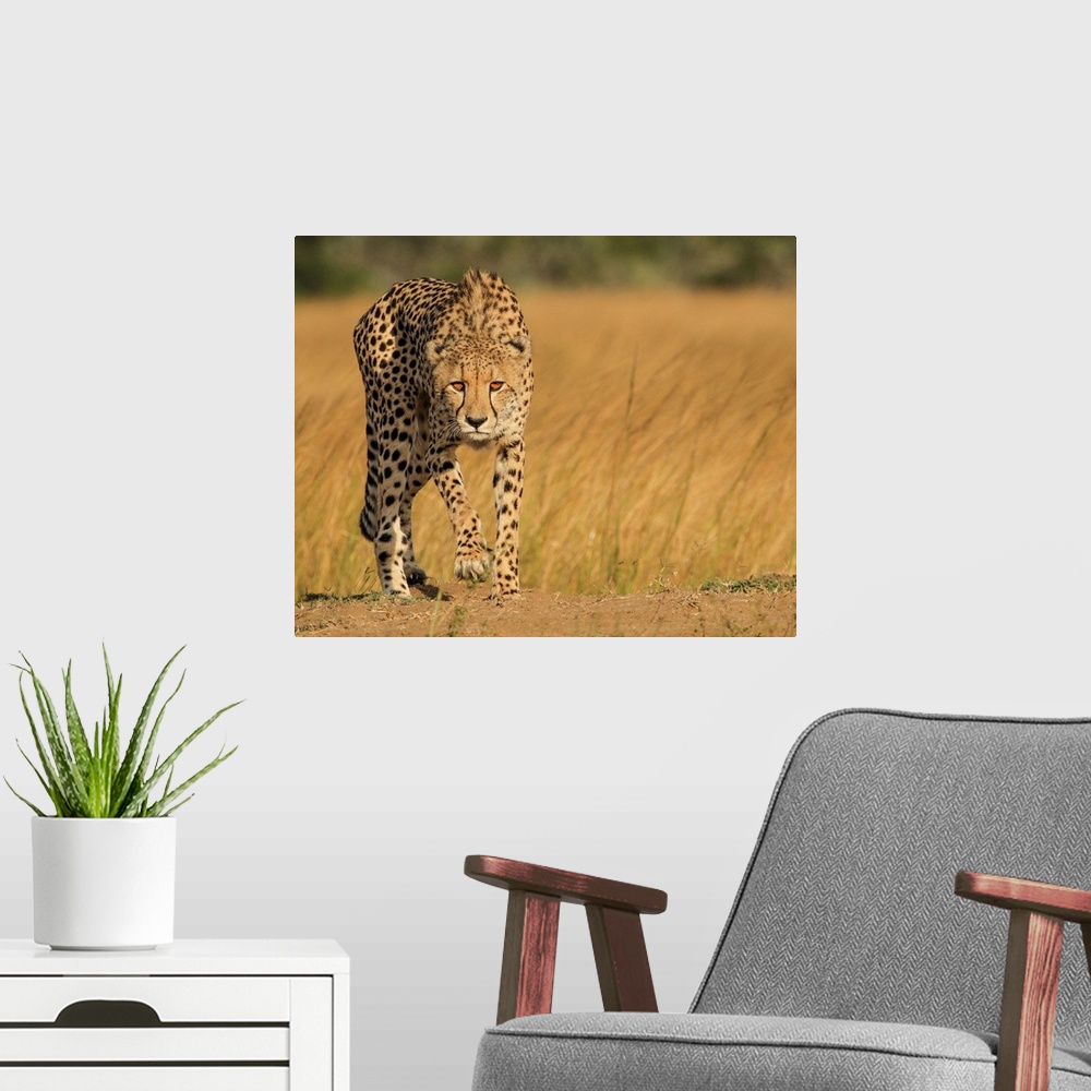 A modern room featuring A spotted cheetah stalking its next meal in the African savanna.
