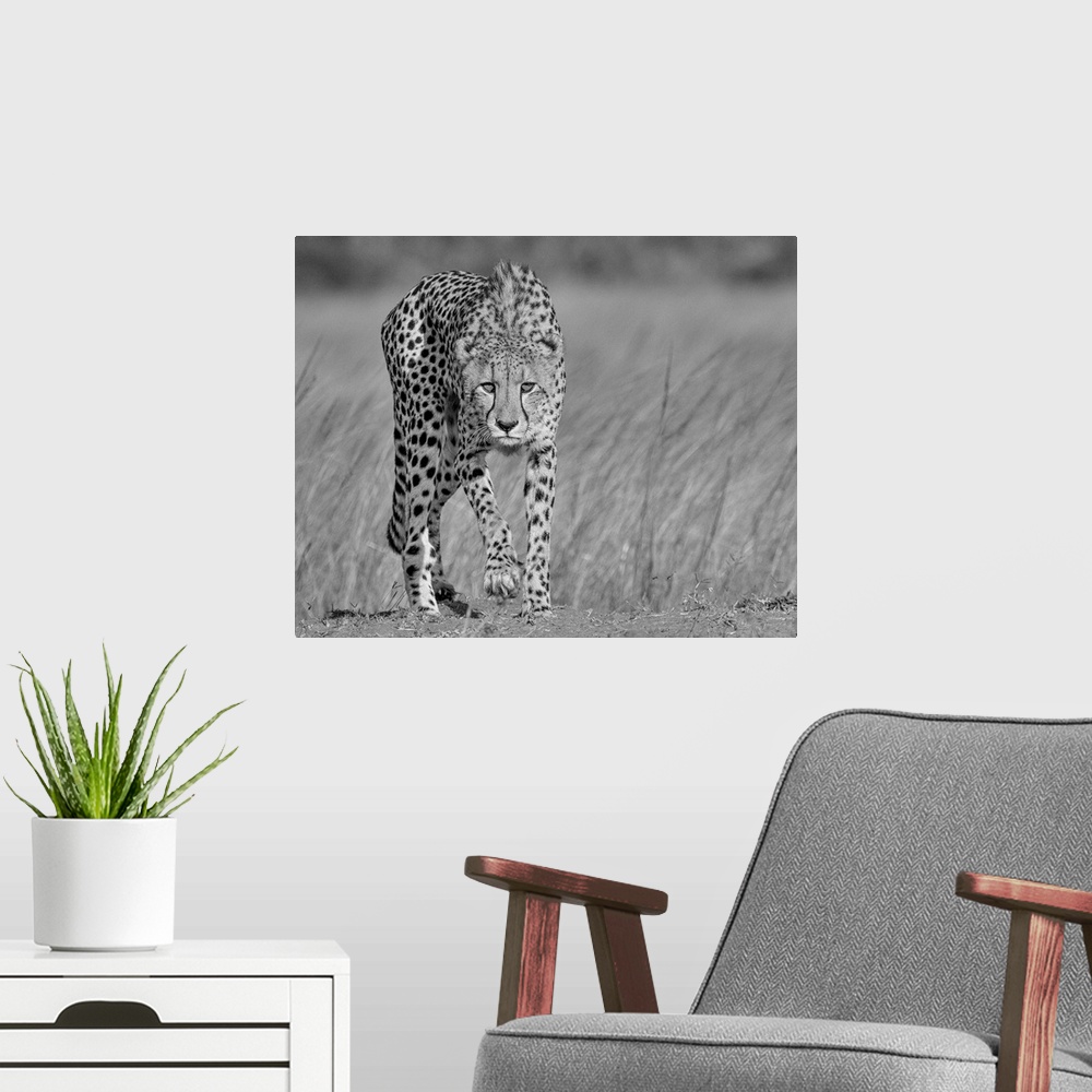 A modern room featuring A black and white portrait of a cheetah walking with a stalking intent.