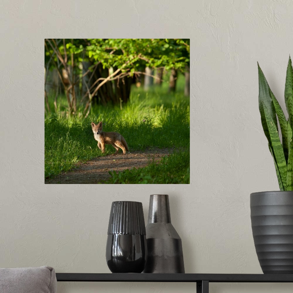 A modern room featuring A young fox stops on a path in the forest, barely taller than the grass around it.