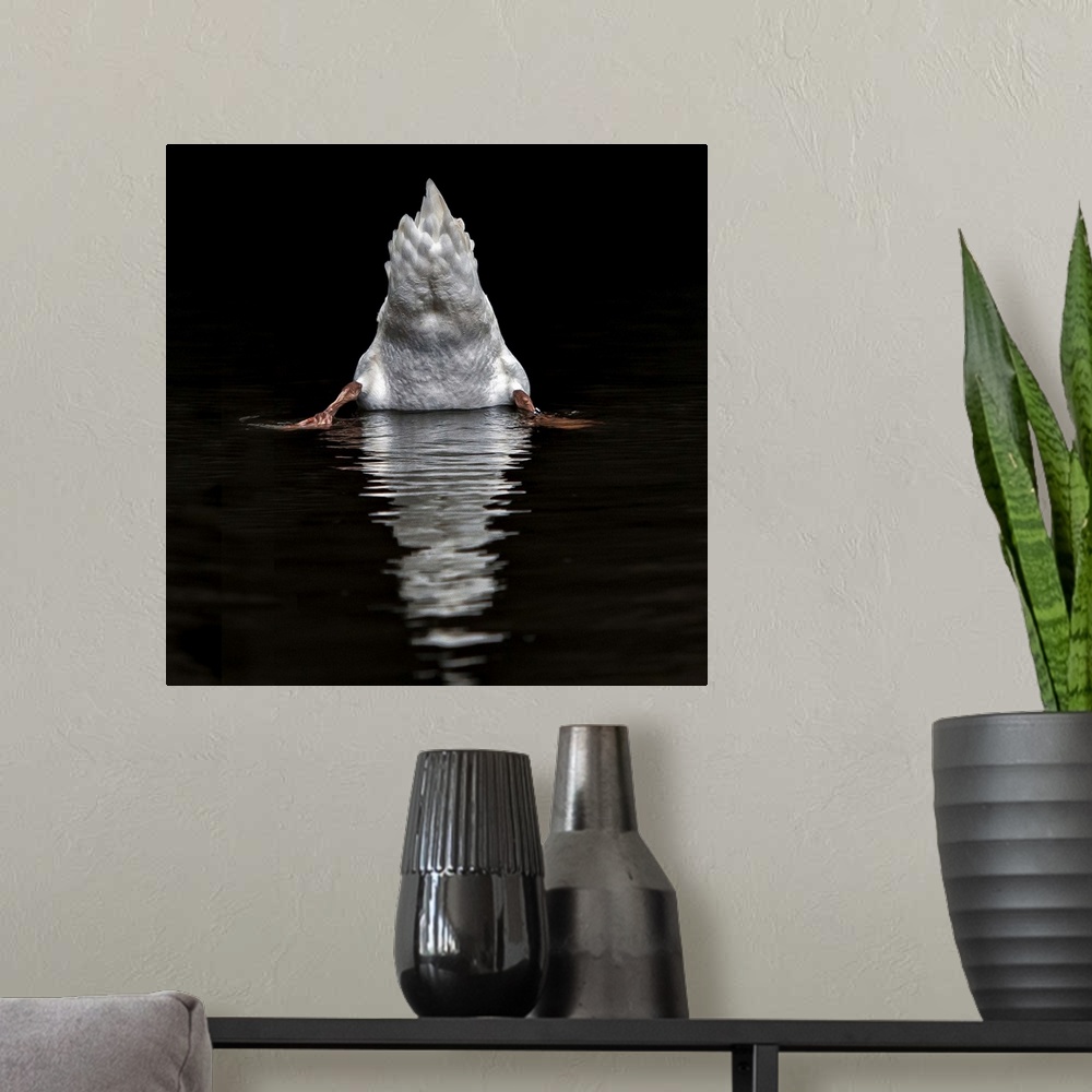 A modern room featuring Humorous image of the backside of a swan as it dips its head underwater.
