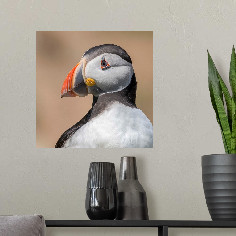 A modern room featuring A portrait of a puffin close-up.