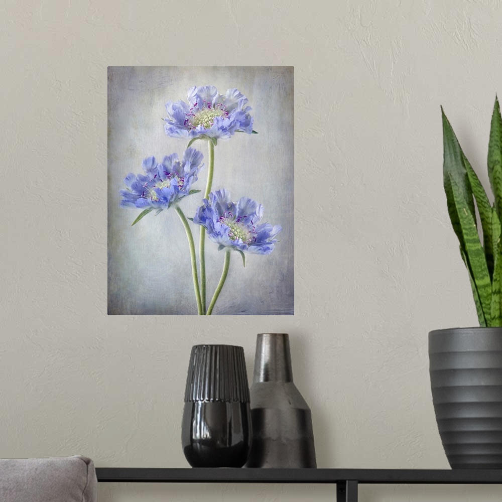 A modern room featuring Scabiosa