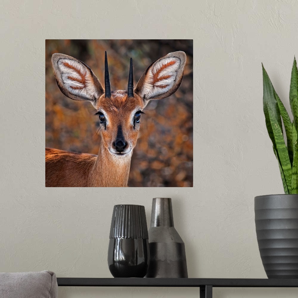 A modern room featuring Portrait of a steenbok, a small antelope with large ears and pointed antlers.