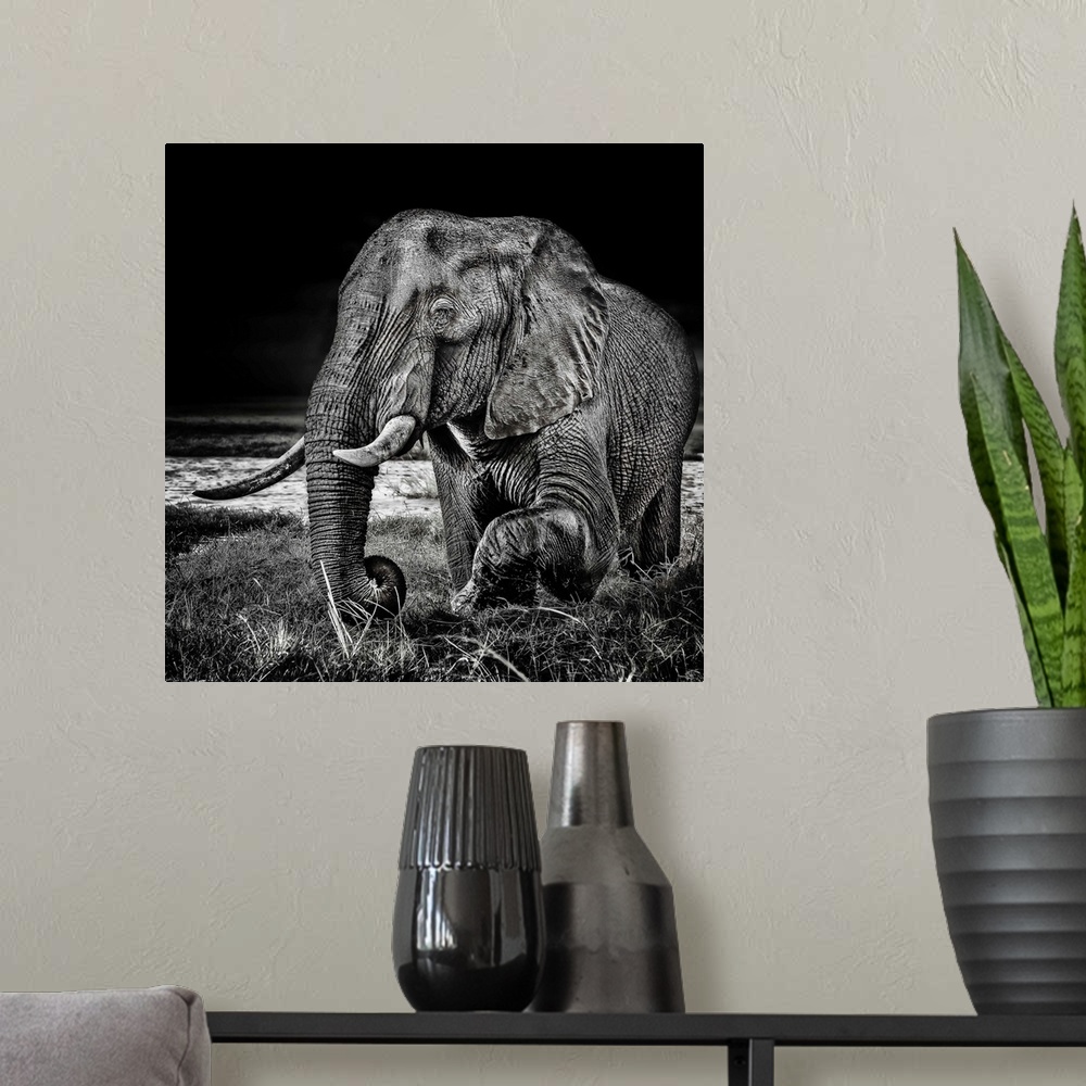 A modern room featuring Square black and white photograph of an elephant highlighting the contrasting detail in its skin.