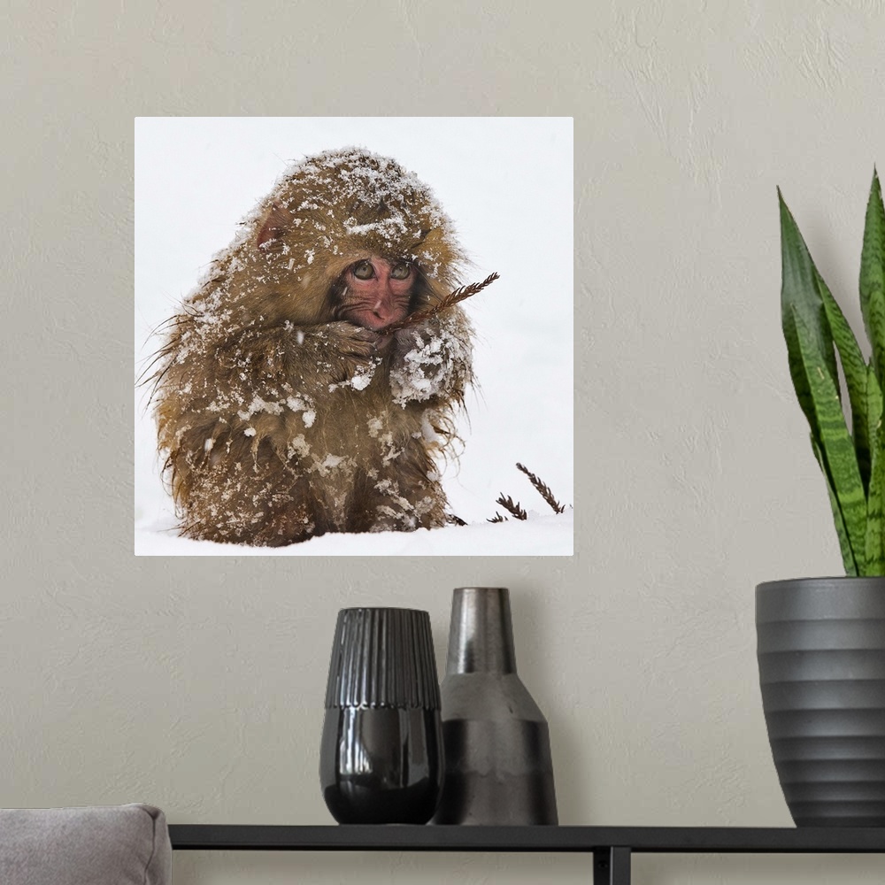A modern room featuring A Japanese Macaque eating a sparse plant, covered in snow.