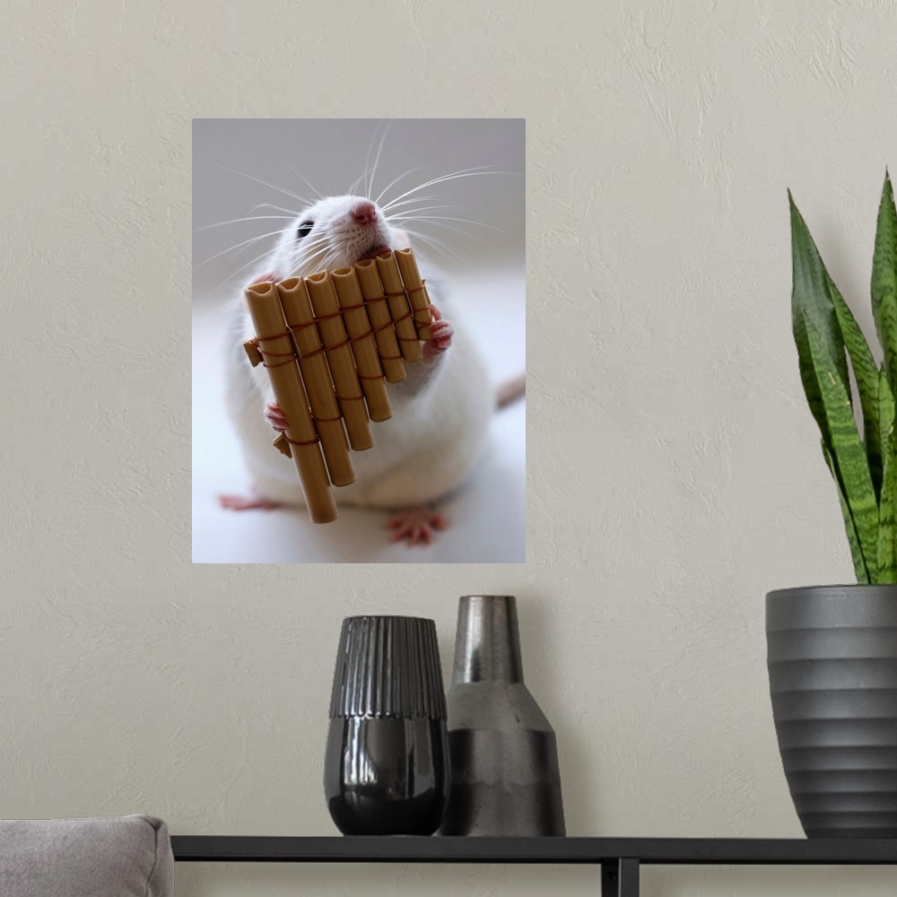 A modern room featuring Cute white rat appearing to play a miniature panflute.