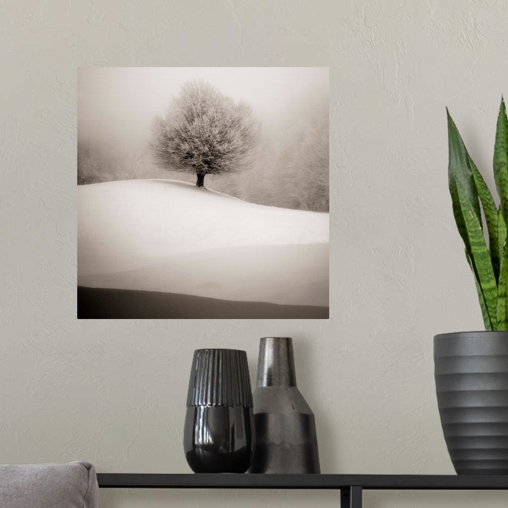 A modern room featuring Tree with full branches alone on a hill covered in snow in the winter.
