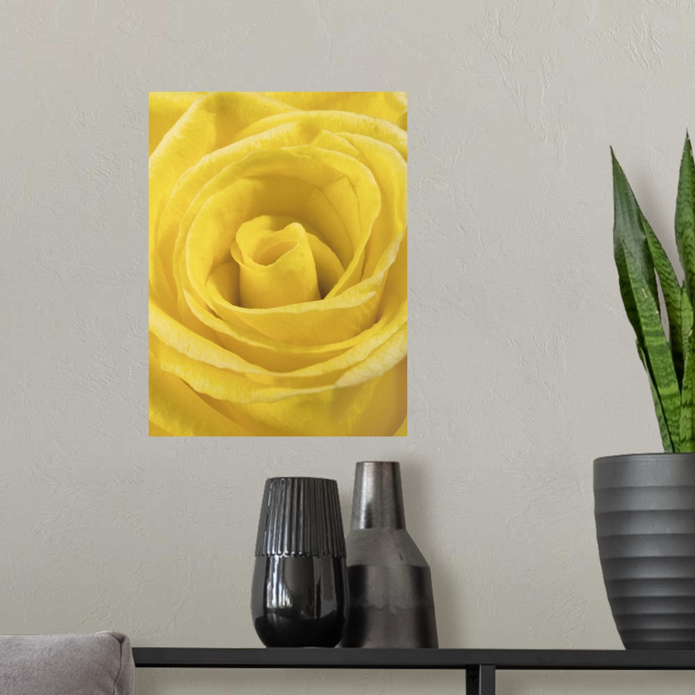 A modern room featuring macro shot of a beautiful yellow rose