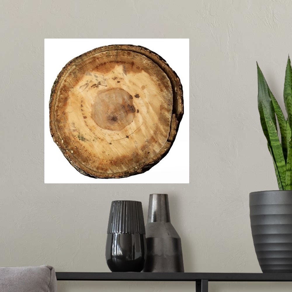 A modern room featuring Contemporary artwork of a cross section of a tree showing concentric rings.