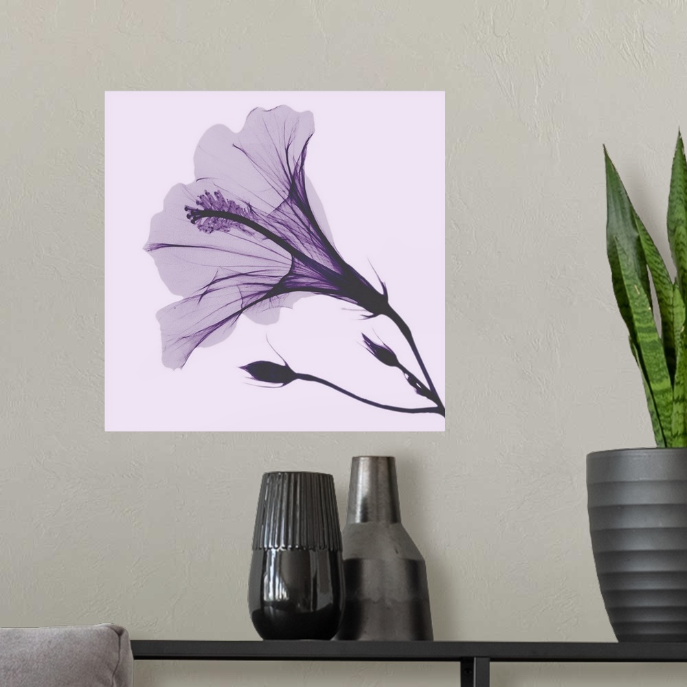 A modern room featuring Lavender Passion Hibiscus