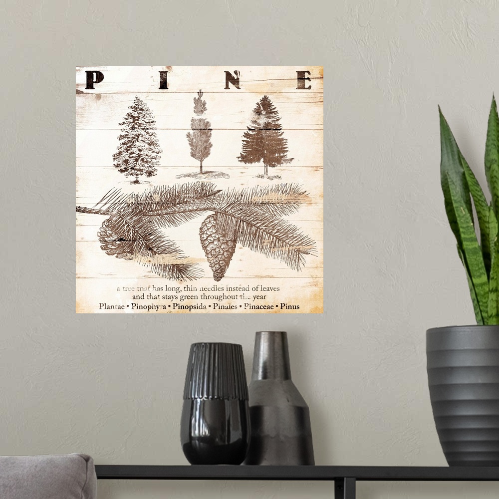 A modern room featuring Cabin home decor of pine tree details in a scientific illustration style.