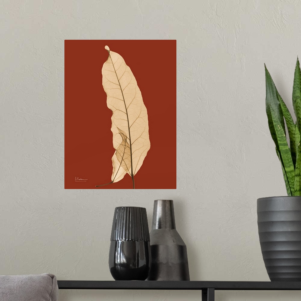 A modern room featuring Sepia Leaf X-Ray Photograph