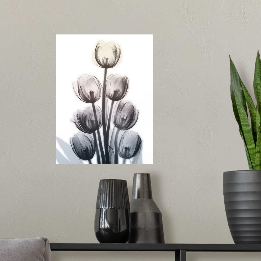 A modern room featuring Contemporary x-ray photography of a group of tulips.