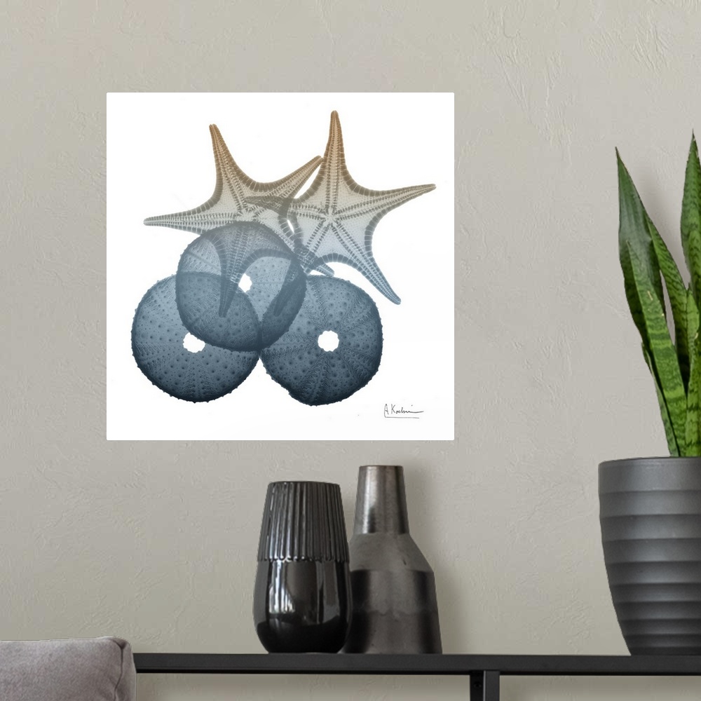 A modern room featuring Contemporary home decor artwork of an x-ray photograph of seashells.