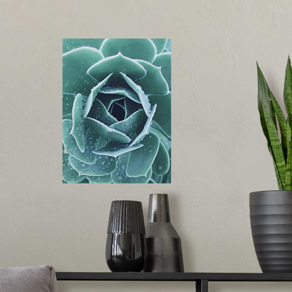 A modern room featuring Succulent With Dew
