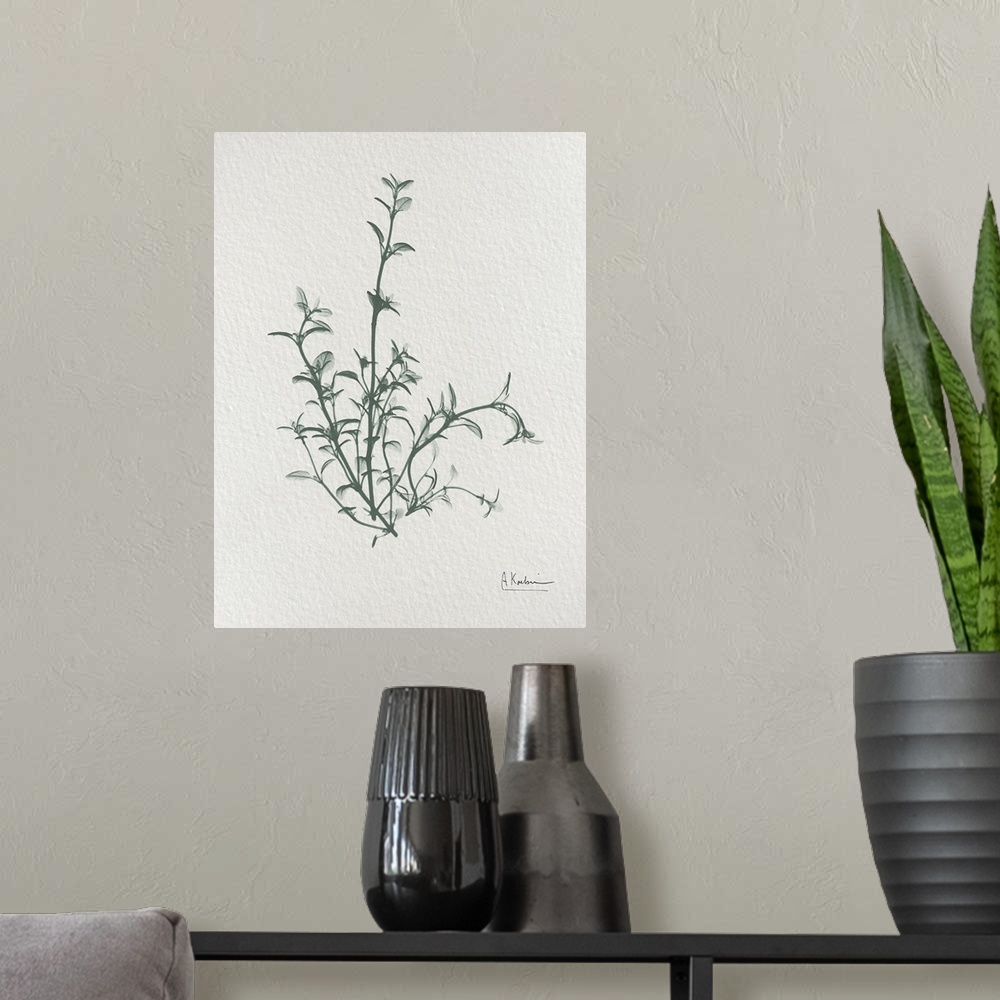 A modern room featuring An x-ray photograph of sprigs of thyme on a watercolor paper background. A very simple image that...