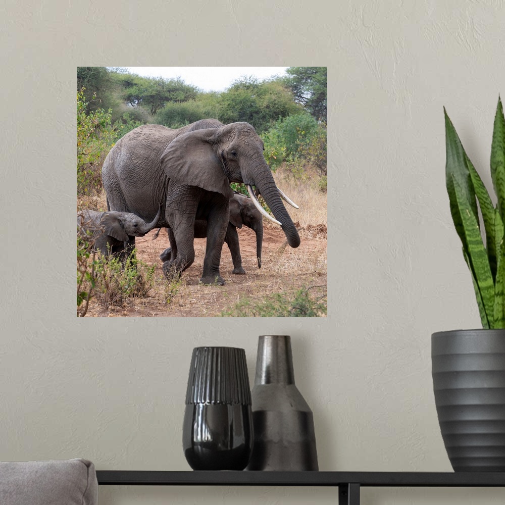 A modern room featuring Elephants in Tanzania, Africa