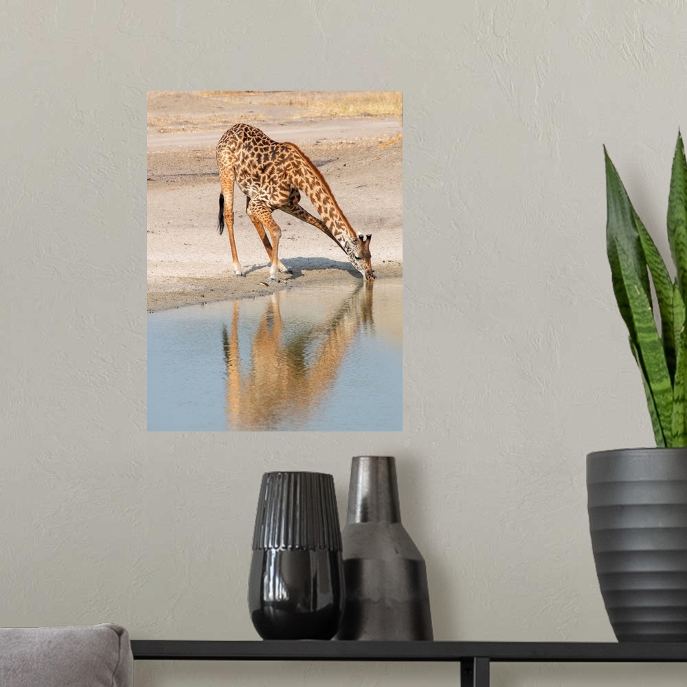 A modern room featuring A solitary giraffe bends down to get a long drink. Tanzania, Africa.