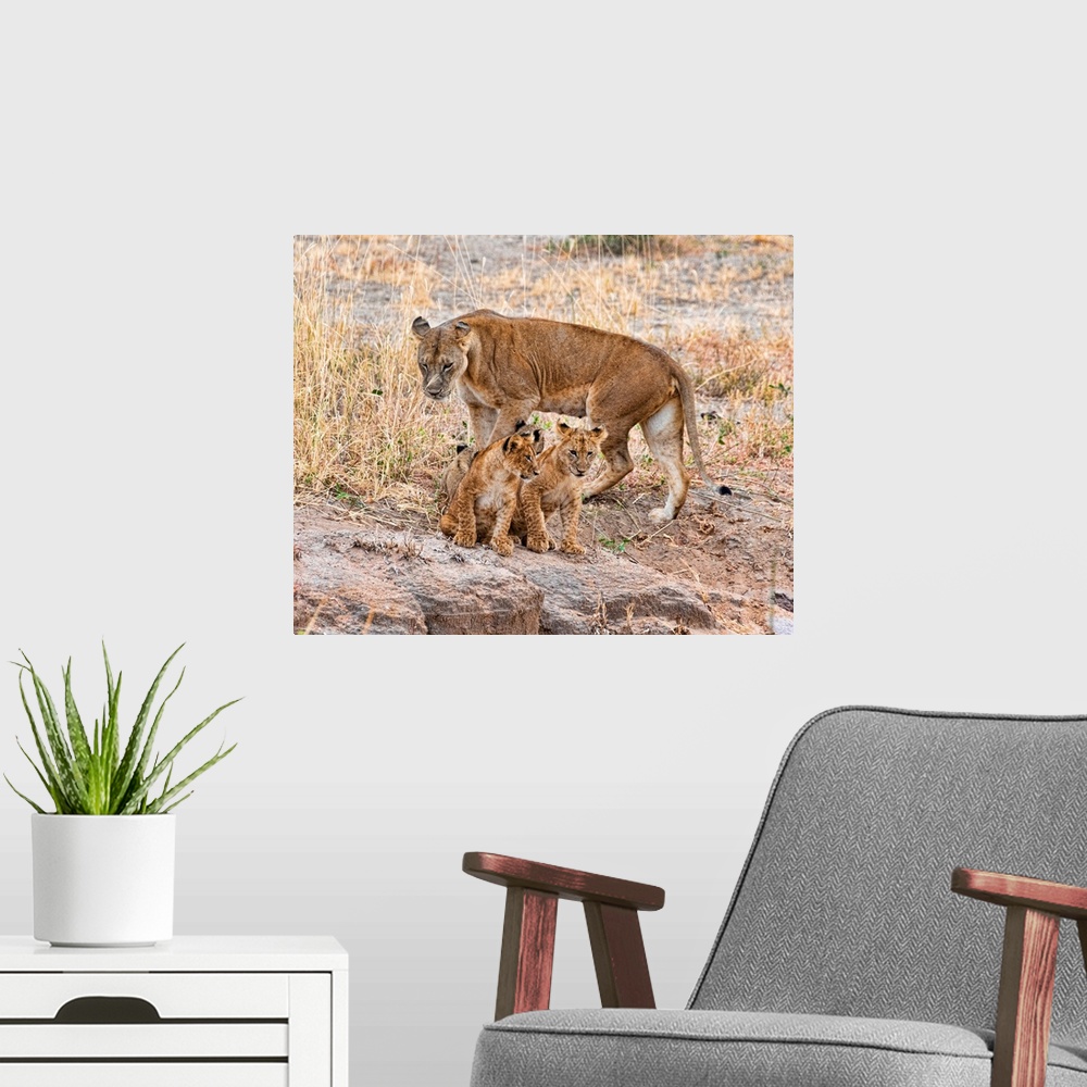 A modern room featuring Several lion cubs in Tanzania, Africa