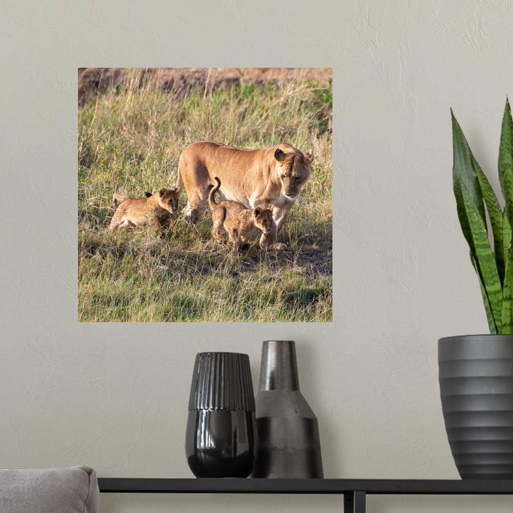 A modern room featuring Mom and cub lions in Serengeti National Reserve, Tanzania, Africa.