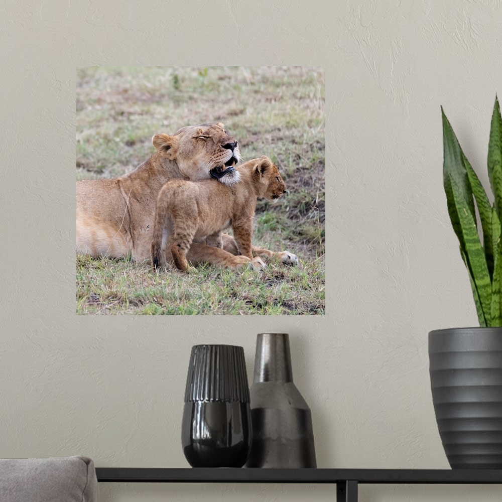 A modern room featuring A female lion and her cub  in Maasai Mara National Park, Kenya, Africa.