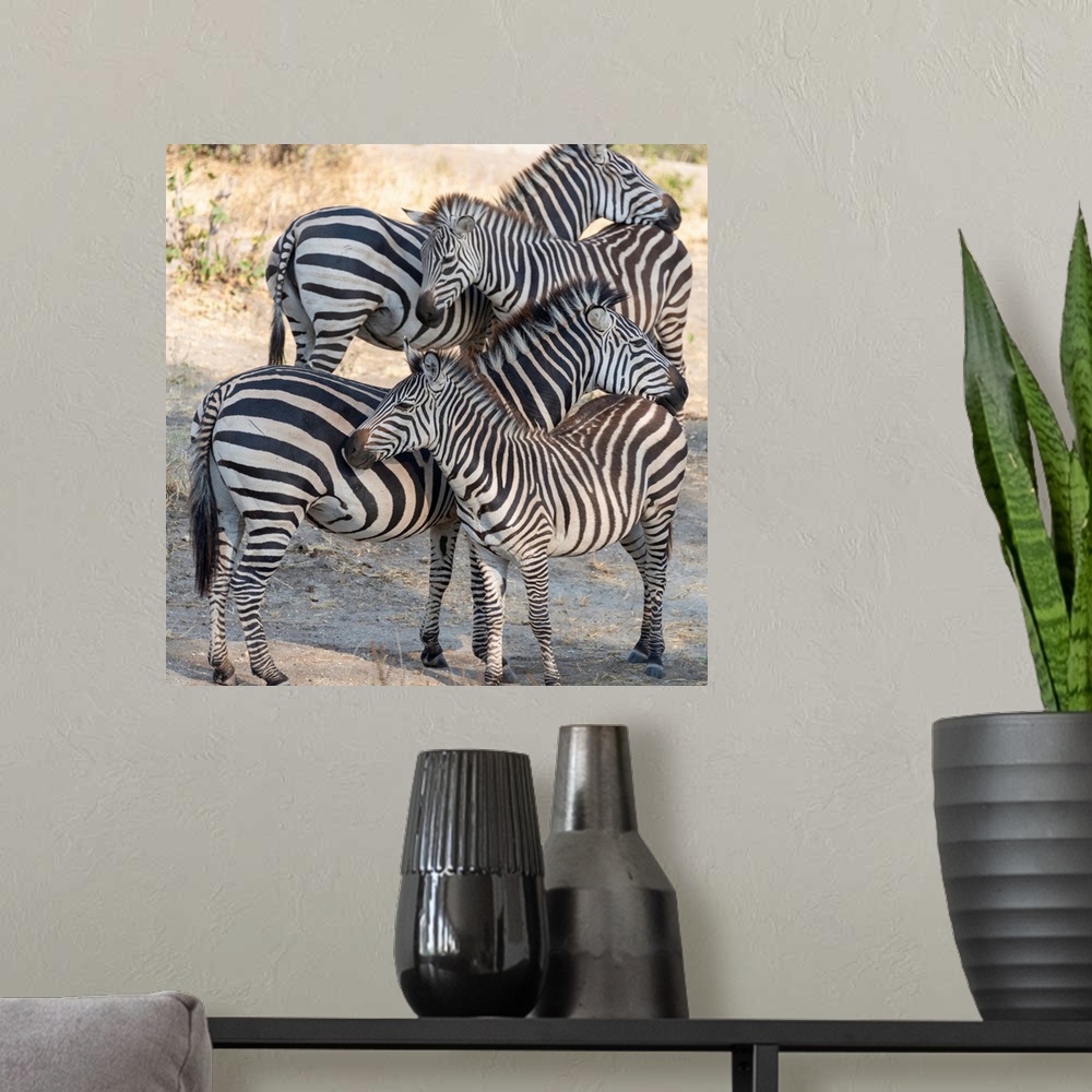 A modern room featuring Several zebra in Taranguire National Park, Tanzania, Africa