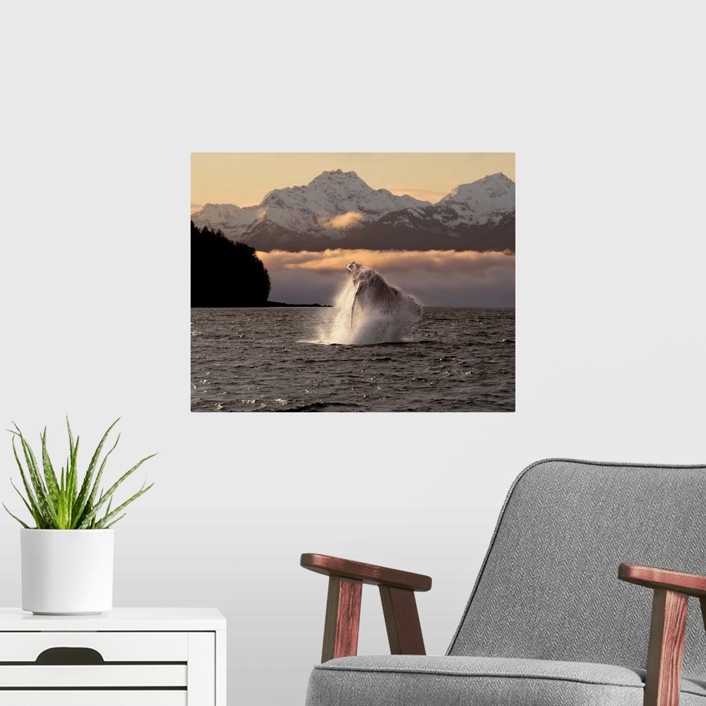 A modern room featuring Composite:A Humpback Whale Breaches In Alaska's Inside Passage At Sunrise, Eagle Peak, Admiralty ...