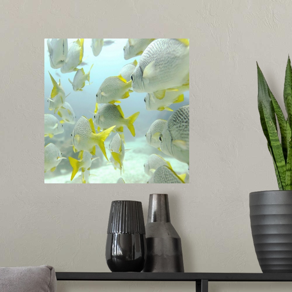 A modern room featuring A School Of Yellow-Tailed Grunt Fish  Swimming Underwater; Galapagos, Equador