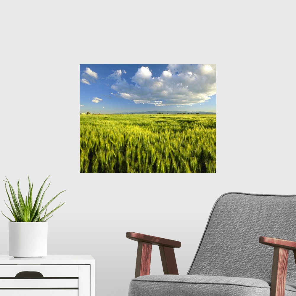 A modern room featuring Agriculture, Maturing green wheat field in the late afternoon light