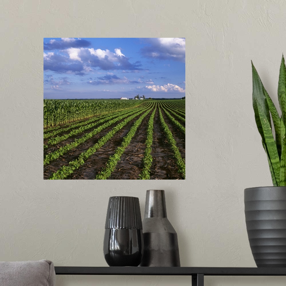 A modern room featuring An early growth soybean field grows next to a mid growth field of grain corn