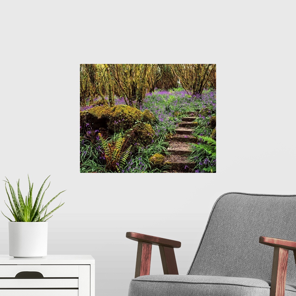 A modern room featuring Ardcarrig Gardens, Co Galway, Ireland; Hazel Coppice And Bluebells