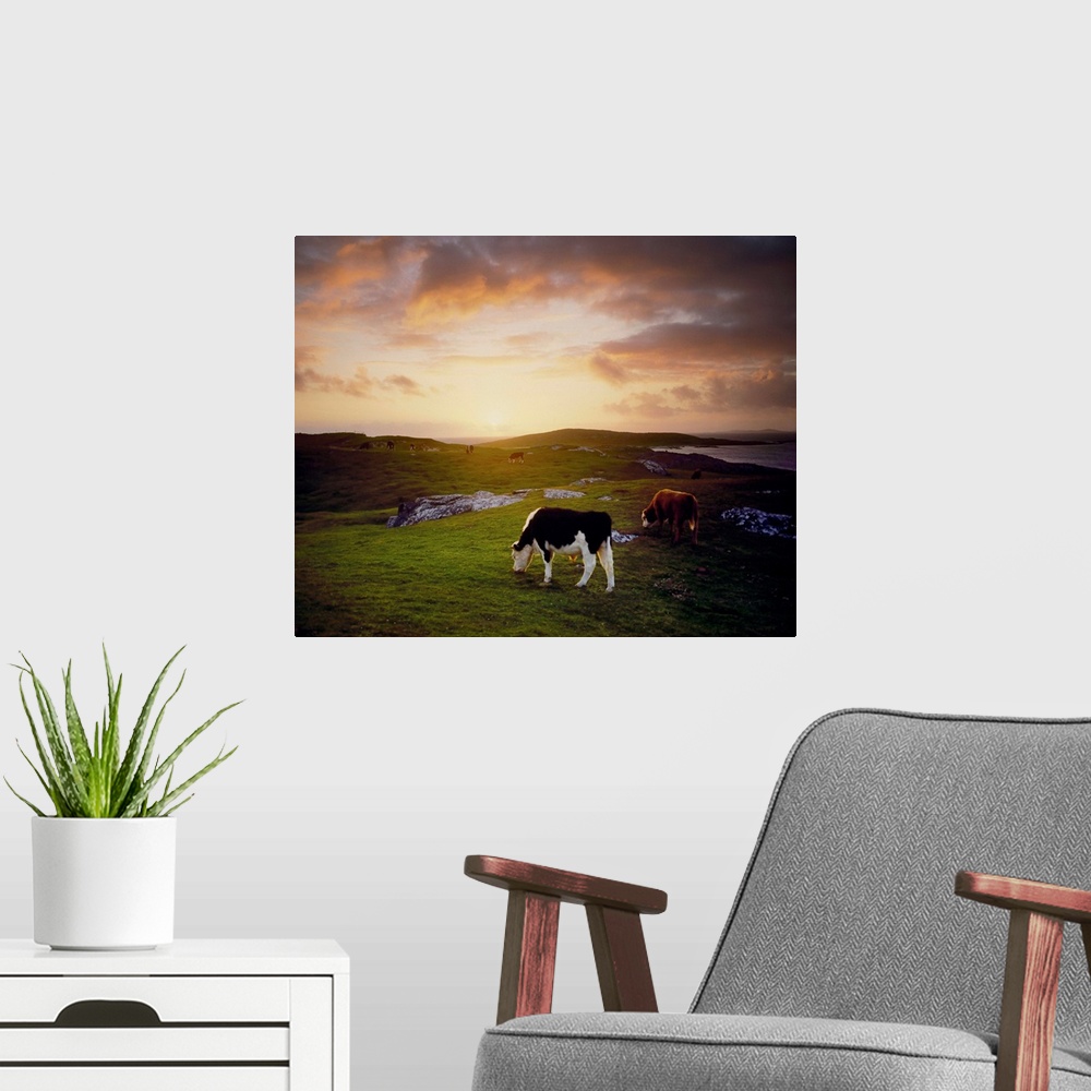 A modern room featuring Cattle, Mannin Bay, County Galway, Ireland