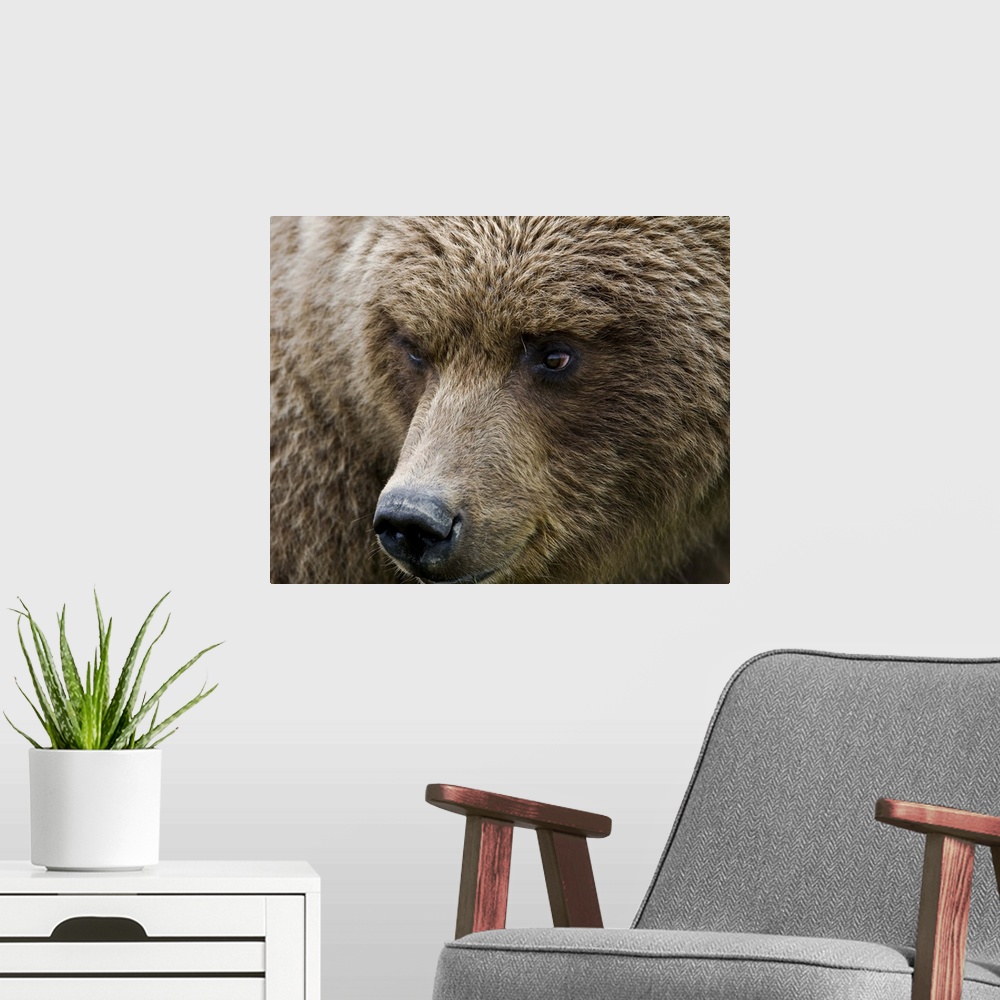 A modern room featuring Close up portrait of a Brown bear in Hallo Bay, Katmai National Park, Southwest Alaska