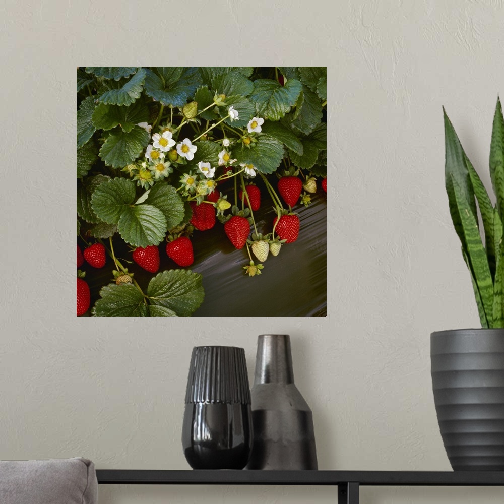 A modern room featuring Closeup of strawberry plants with blossoms and ripe berries in a row