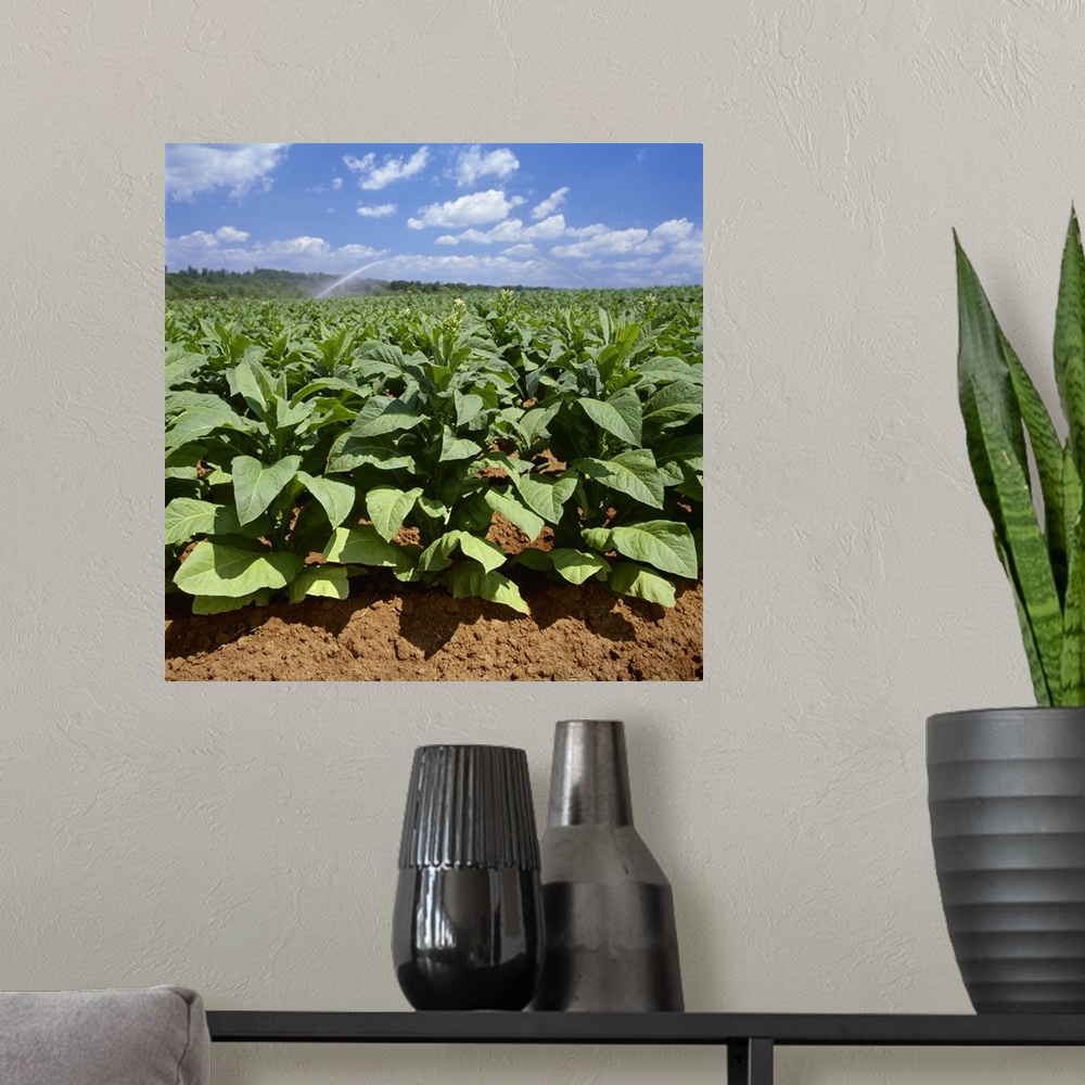 A modern room featuring Field of mid growth Flue Cured tobacco plants, with sprinkler irrigation