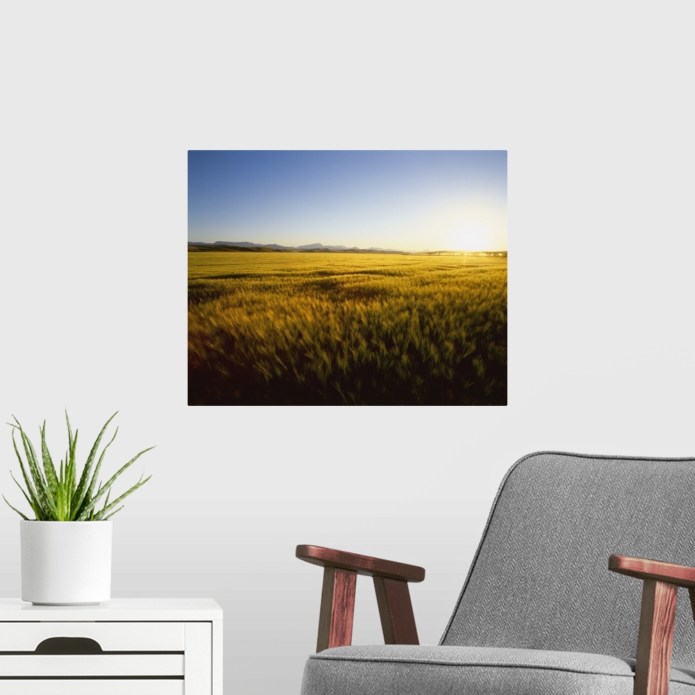 A modern room featuring Field of ripening barley in sunset light with the Rocky Mountains in the distance