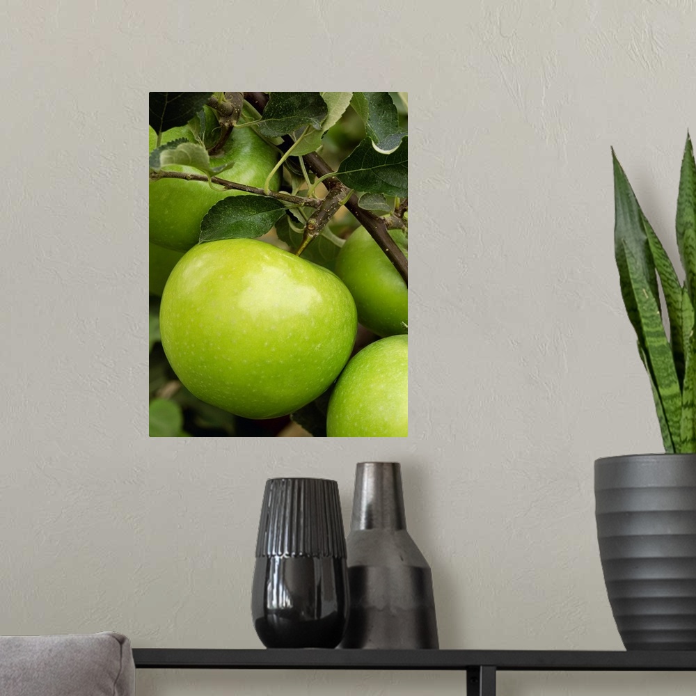 A modern room featuring Granny Smith apple on the tree, ripe and ready for harvest, Washington