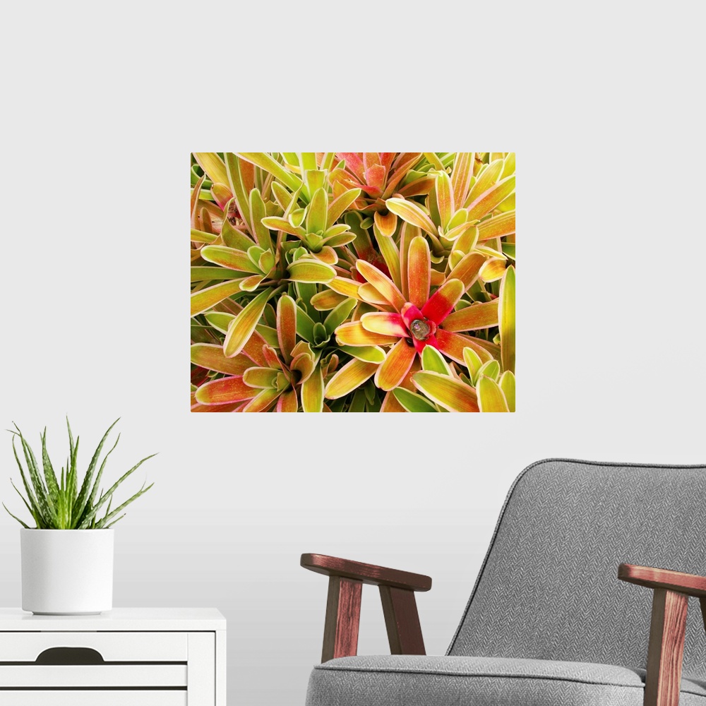 A modern room featuring Hawaii, Maui, Cluster Of Colorful Bromeliad Plants