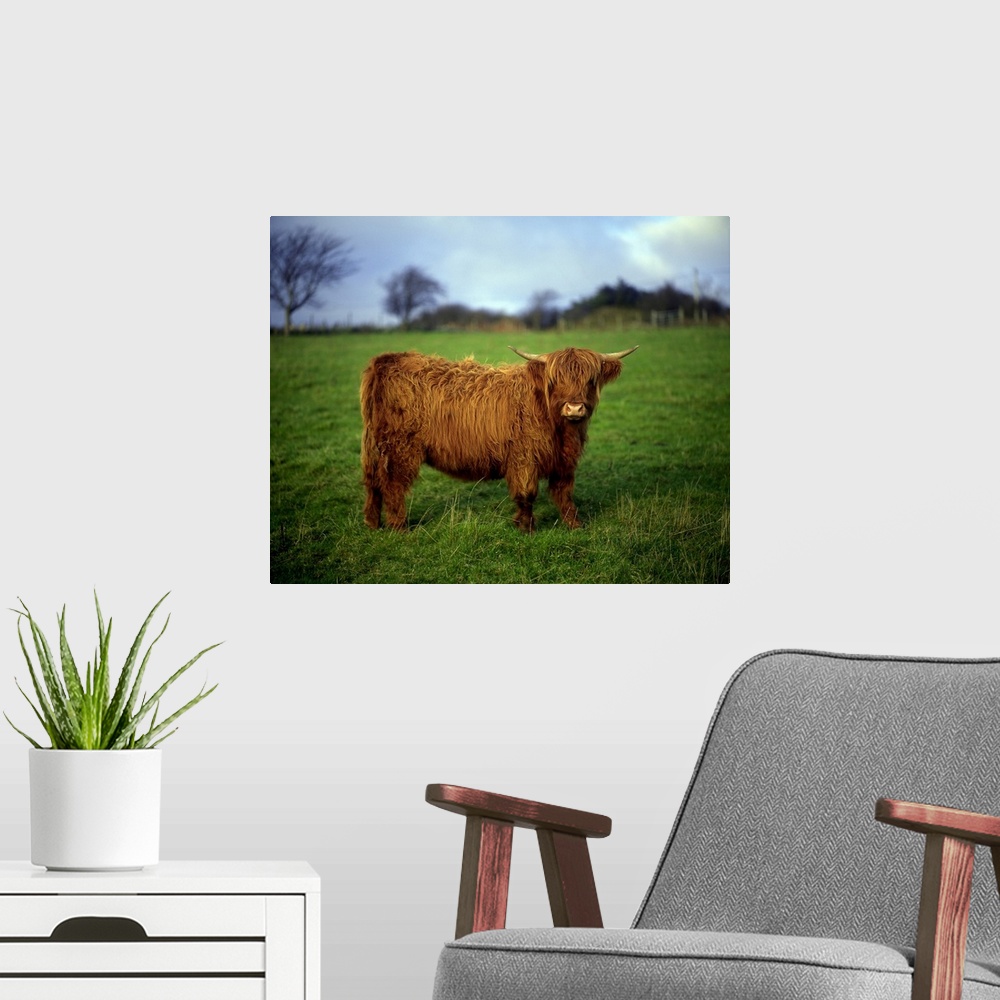 A modern room featuring Highland Cow, County Donegal, Ireland