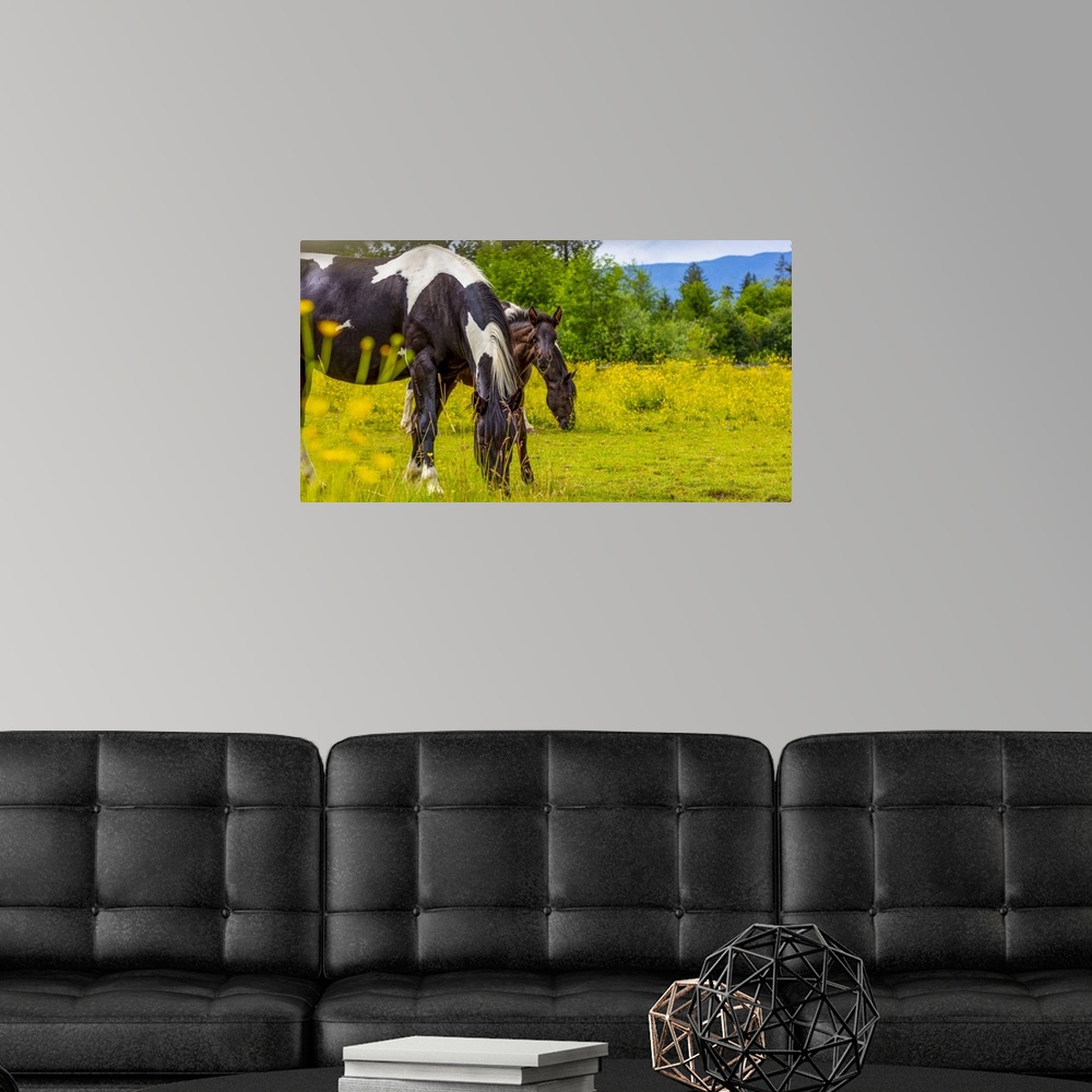A modern room featuring Horses and foal standing together in a pasture; Saskatchewan, Canada