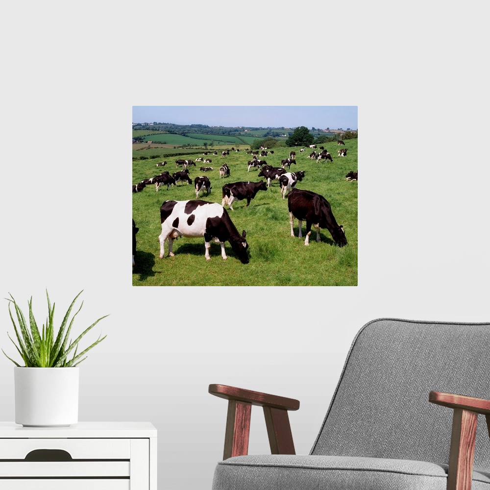 A modern room featuring Ireland, Friesian Cattle