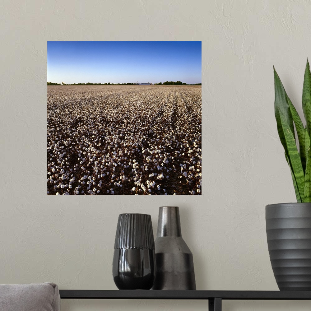 A modern room featuring Large field of harvest stage cotton with farm buildings and grain bins in late afternoon