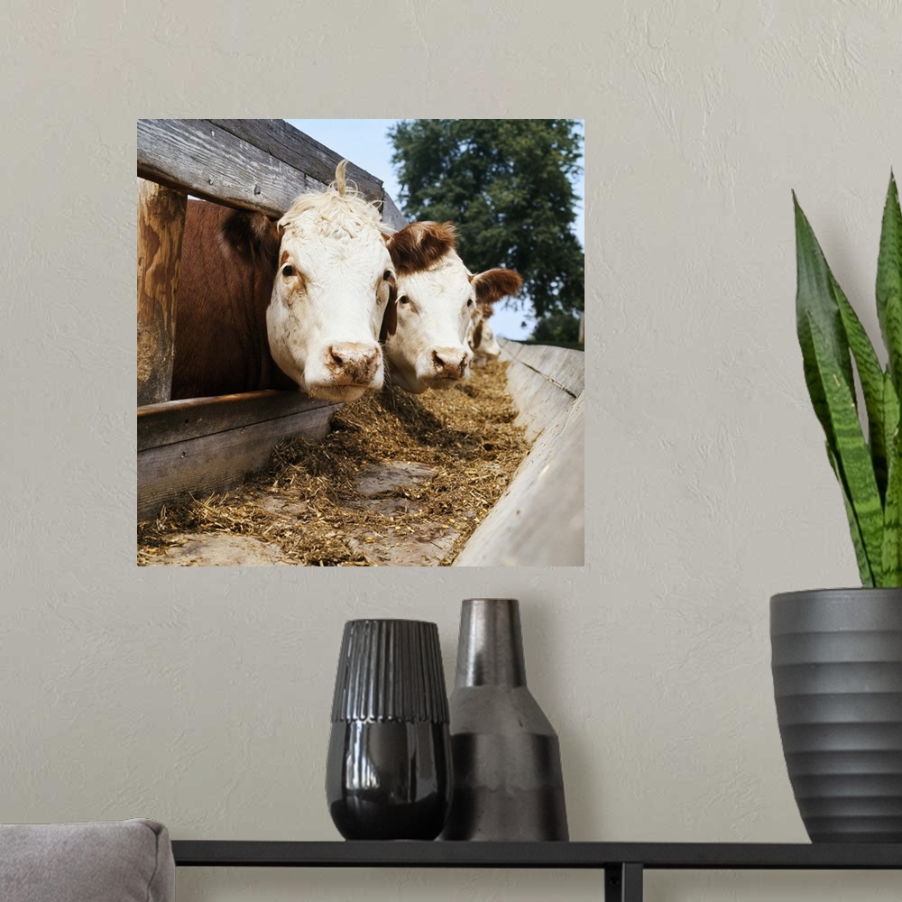 A modern room featuring Livestock, Whiteface Hereford beef cattle at feedbunk, Nebraska