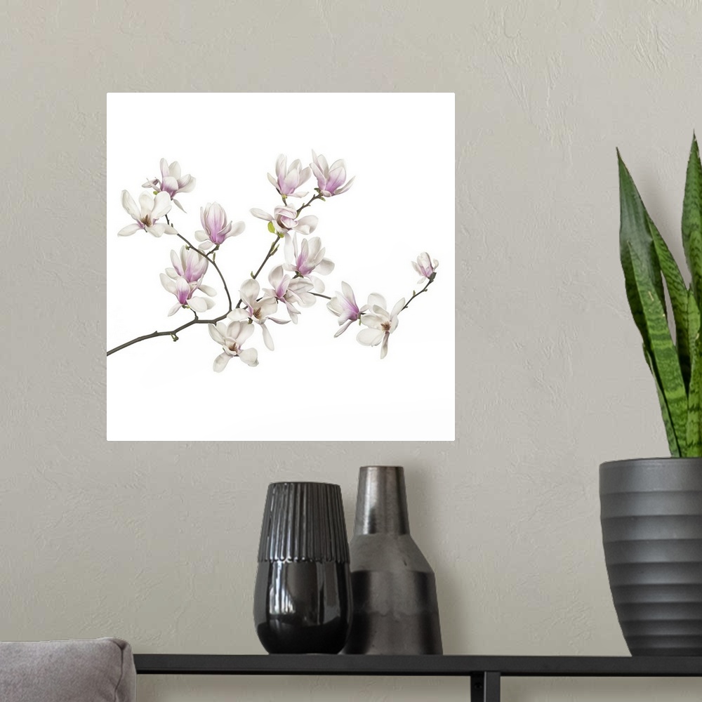 A modern room featuring Magnolia flowers on a white background.