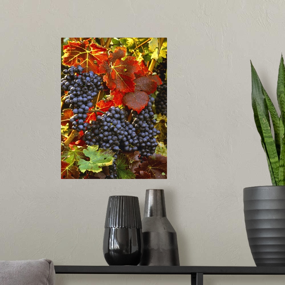 A modern room featuring Mature clusters of red wine grapes on the vine